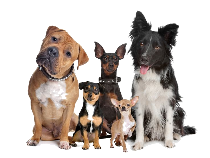Cães de todas as raças