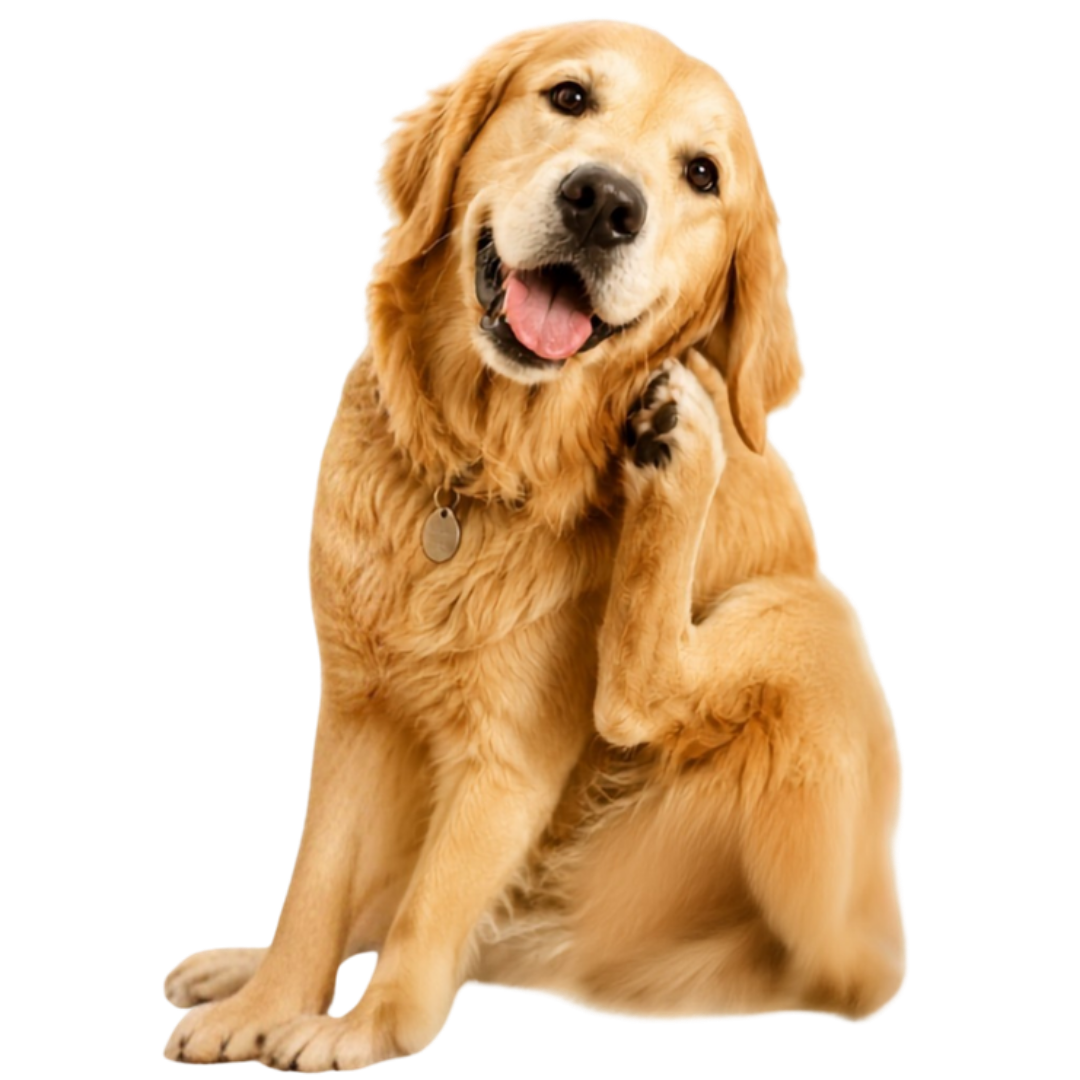 Cão