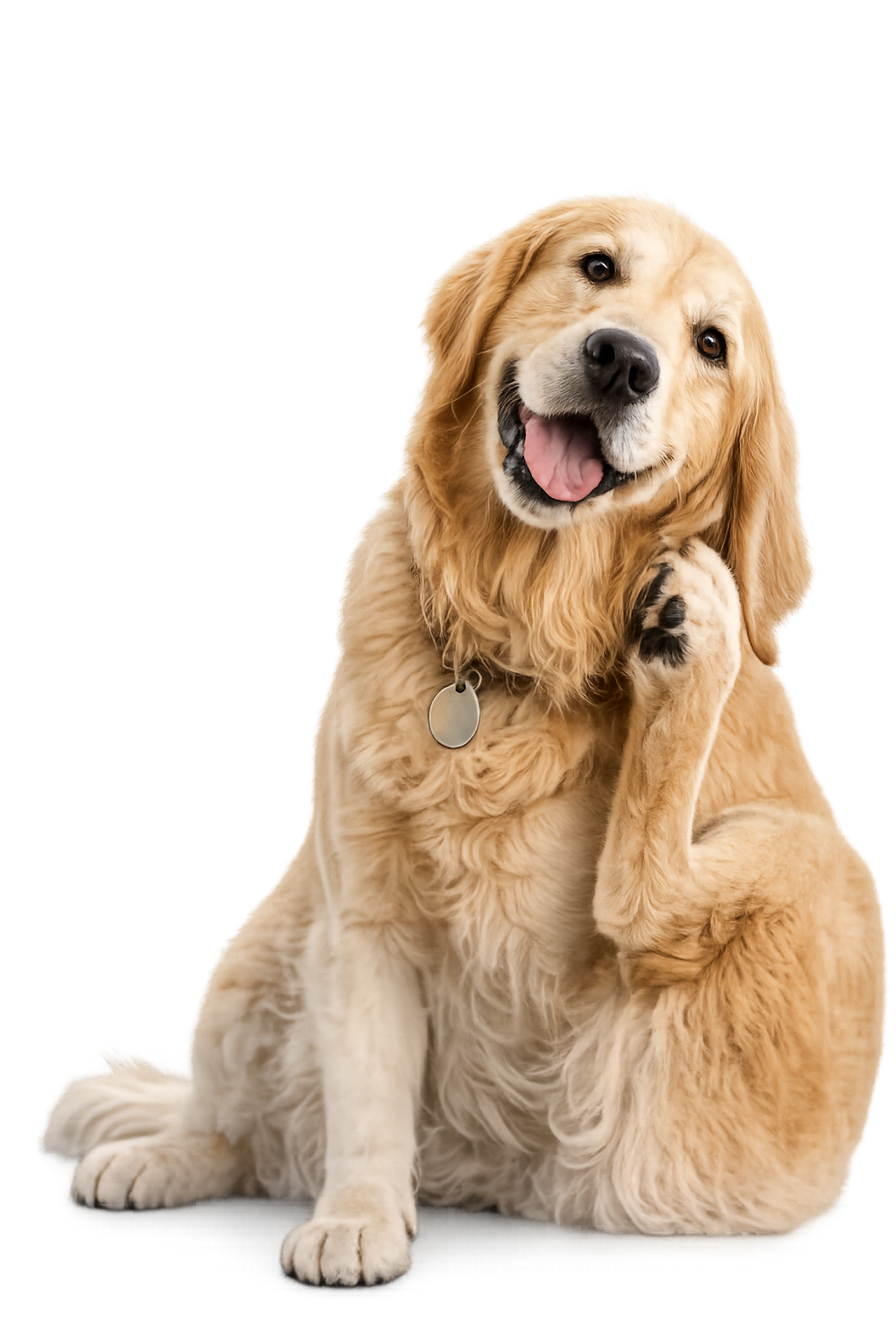 Cão a coçar-se